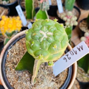 1110 26 Cacto Coryphantha elephantidens