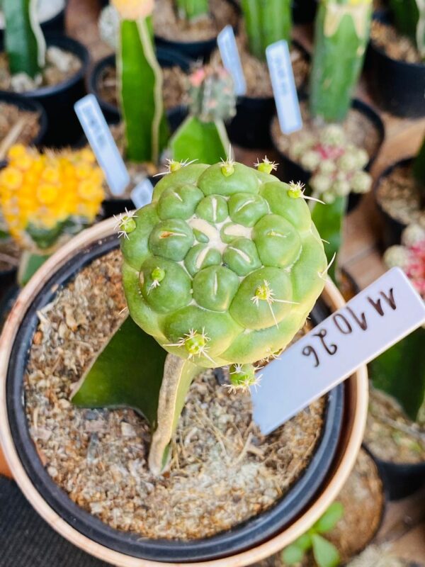 1110 26 Cacto Coryphantha elephantidens