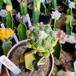 1110 27 Cacto Coryphantha elephantidens
