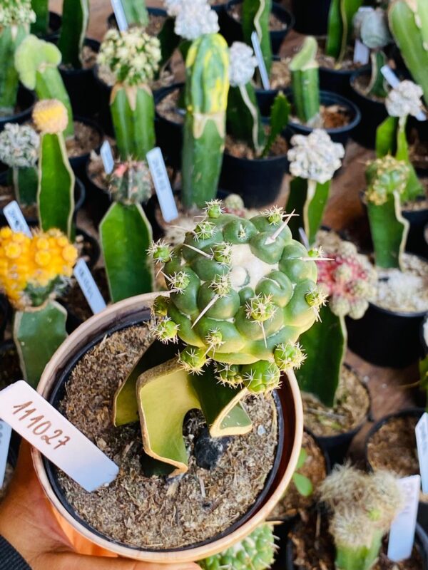 1110 27 Cacto Coryphantha elephantidens