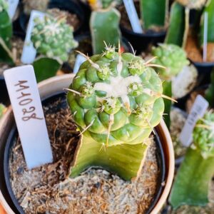 1110 28 Cacto Coryphantha elephantidens