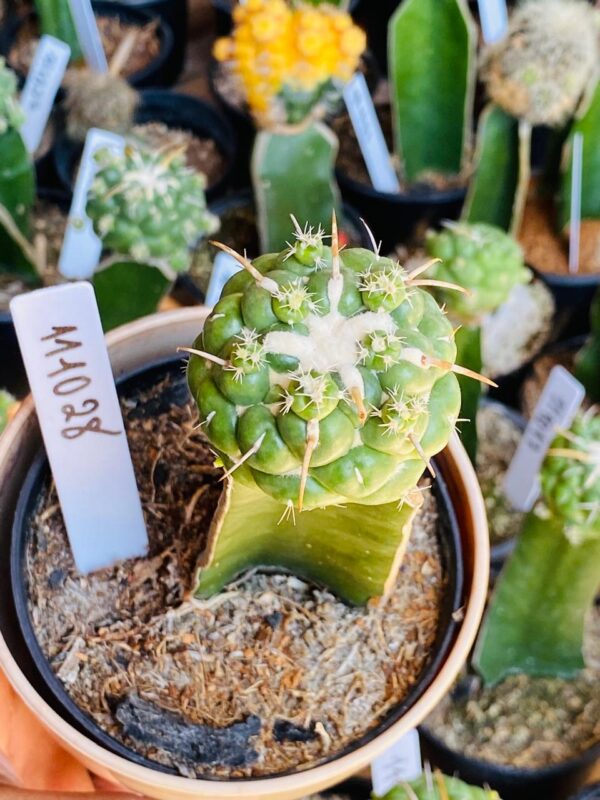 1110 28 Cacto Coryphantha elephantidens