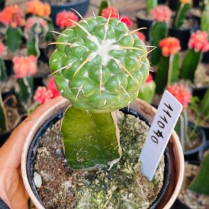 1110 40 Cacto Coryphantha elephantidens