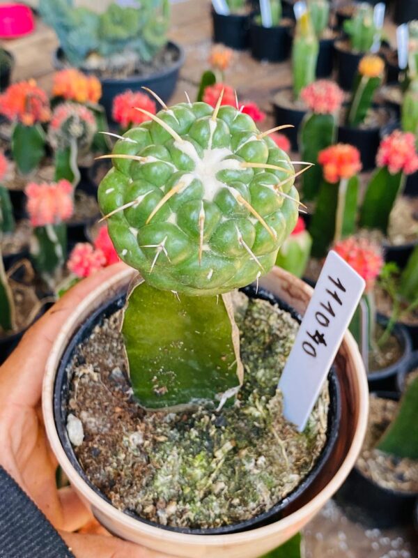 1110 40 Cacto Coryphantha elephantidens