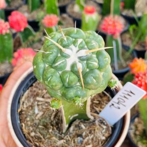 1110 42 Cacto Coryphantha elephantidens