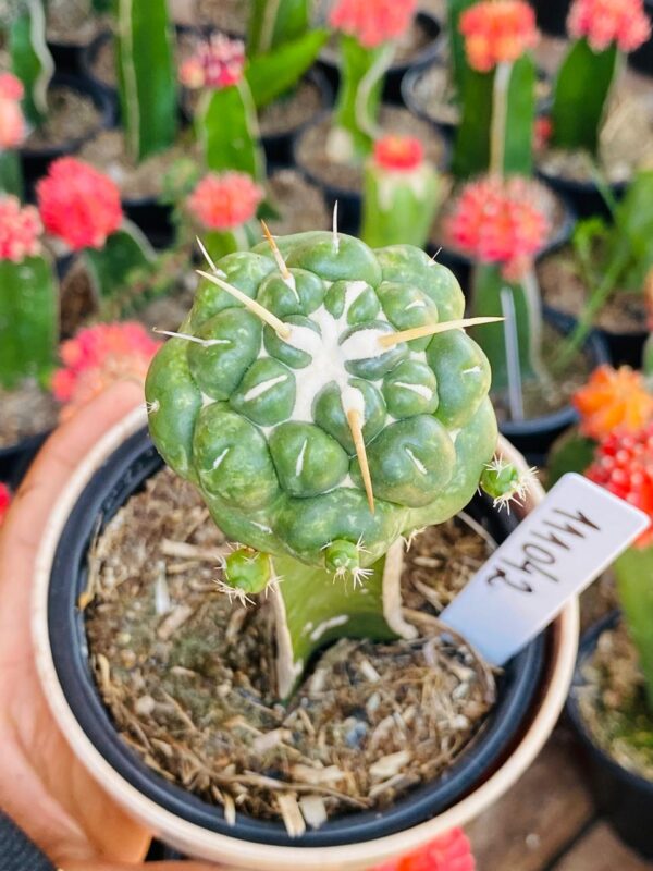 1110 42 Cacto Coryphantha elephantidens