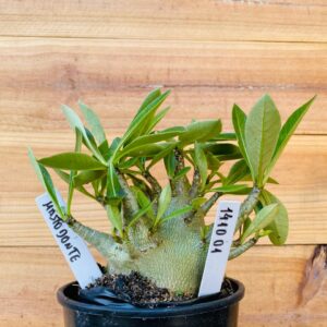 1410 01 Arabicum Mastodonte - F2 12 meses