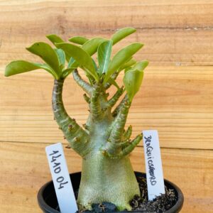 1410 04 Arabicum Braquiossauro - F2 12 meses