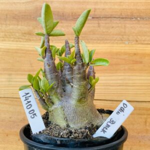 1410 05 Arabicum Odin Black - F2 12 meses