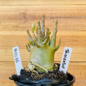 1410 06 Arabicum Triceraptor - F2 12 meses