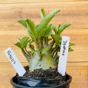 1410 07 Arabicum Dynamo - F2 12 meses