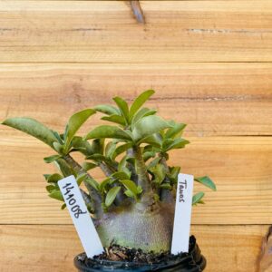 1410 08 Arabicum Tanos - F2 12 meses