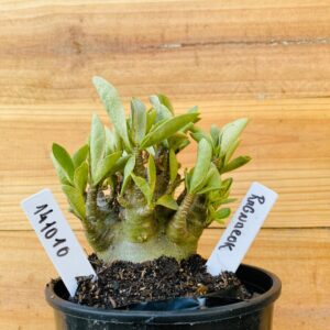 1410 10 Arabicum Ragnarok - F2 12 meses