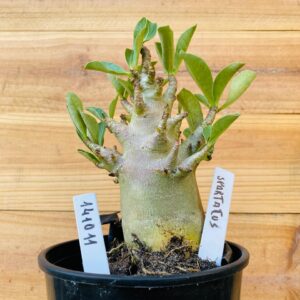 1410 11 Arabicum Spartacus - F2 12 meses
