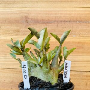 1410 13 Arabicum Megatron - F2 12 meses
