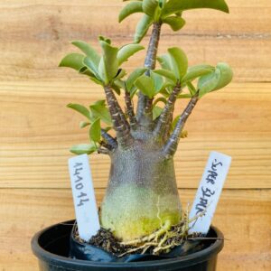 1410 14 Arabicum Super Black - F2 12 meses