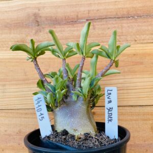 1410 15 Arabicum Lava Black - F2 12 meses