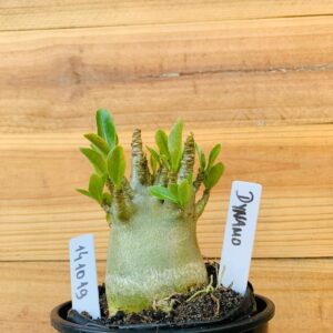 1410 19 Arabicum Dynamo - F2 12 meses