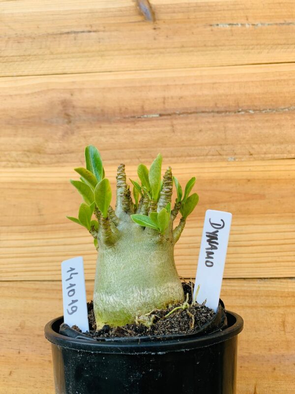 1410 19 Arabicum Dynamo - F2 12 meses