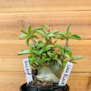 1410 20 Arabicum Lava Black - F2 12 meses