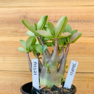1410 21 Arabicum Javali - F2 12 meses