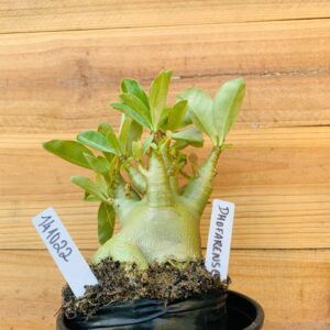 1410 22 Arabicum Dofharense - F2 12 meses