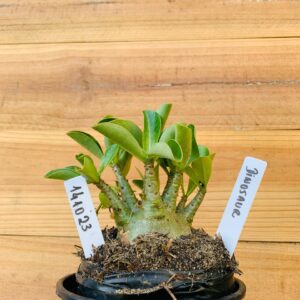 1410 23 Arabicum Dinossaur - F2 12 meses