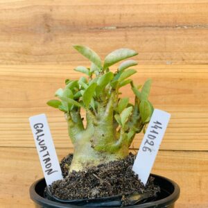 1410 26 Arabicum Galvatron - F2 12 meses