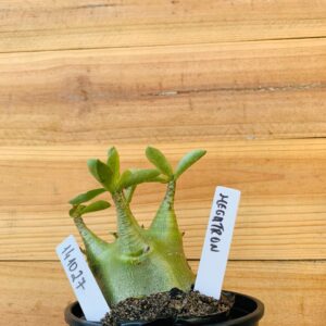 1410 27 Arabicum Megatron - F2 12 meses