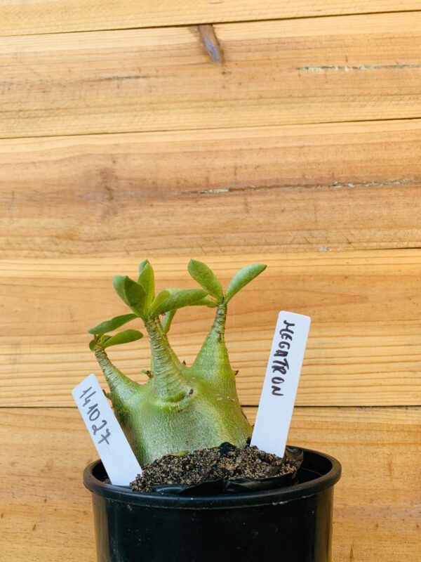 1410 27 Arabicum Megatron - F2 12 meses