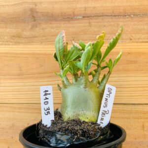 1410 35 Arabicum Optmus Prime  - F2 12 meses