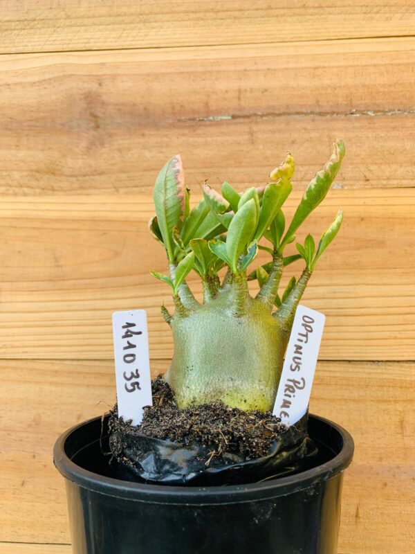 1410 35 Arabicum Optmus Prime  - F2 12 meses