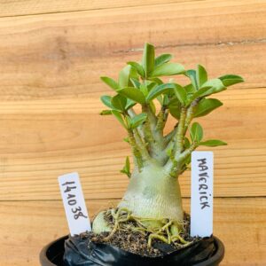 1410 38 Arabicum Maverick - F2 12 meses