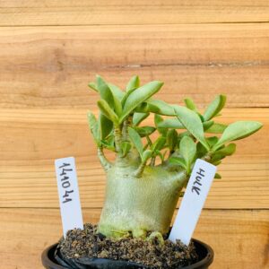 1410 41 Arabicum Hulk - F2 12 meses