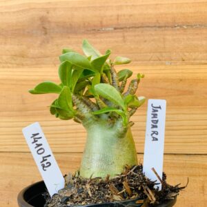 1410 42 Arabicum Jandara - F2 12 meses