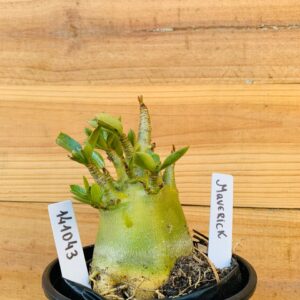1410 43 Arabicum Maverick  - F2 12 meses