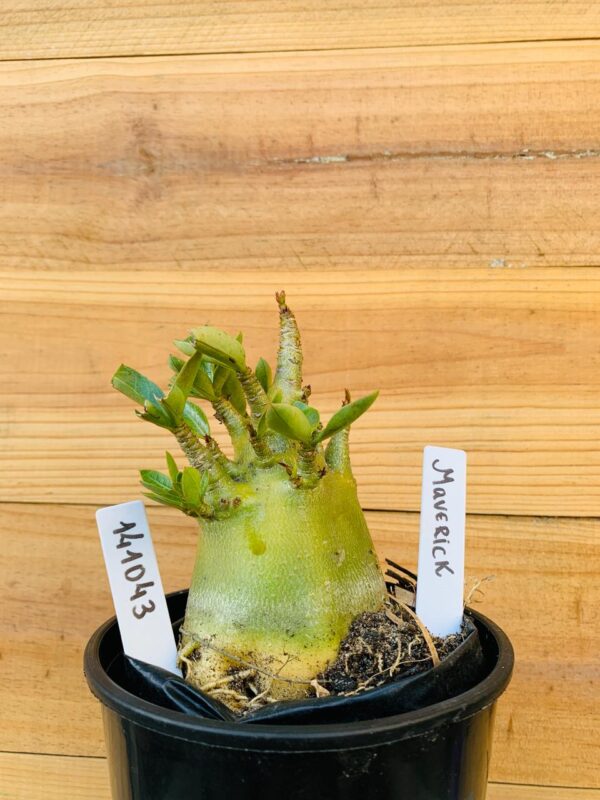 1410 43 Arabicum Maverick  - F2 12 meses