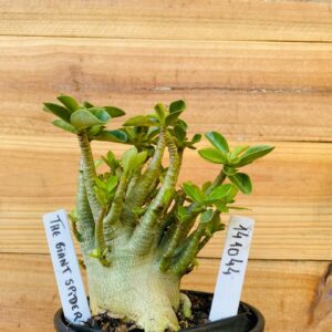 1410 44 Arabicum The Giant Spider - F2 12 meses