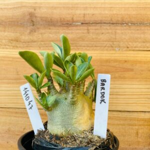 1410 47 Arabicum Bardok - F2 12 meses