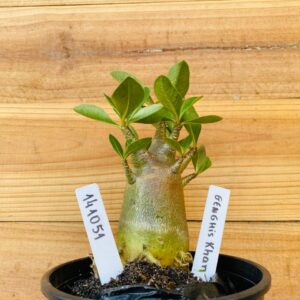 1410 51 Arabicum Genshis Khan - F2 12 meses