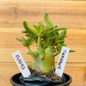 1410 52 Arabicum Tomahawk - F2 12 meses