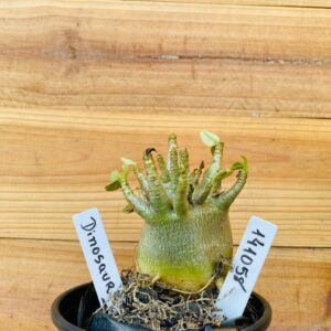 1410 58 Arabicum Dinossaur - F2 12 meses