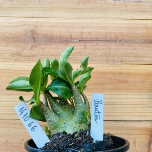 1410 66 Arabicum Brutos - F2 12 meses