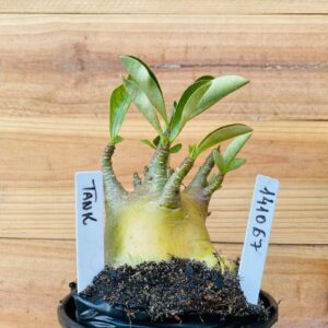 1410 67 Arabicum Tank - F2 12 meses