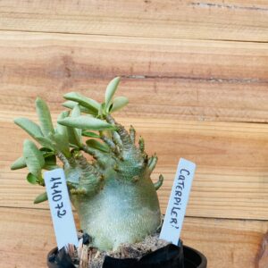 1410 72 Arabicum Caterpiller - F2 12 meses