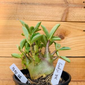 1510 02 Arabicum Godji Dk  - F2 12 meses