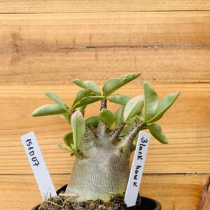 1510 07 Arabicum Black Hawk - F2 12 meses