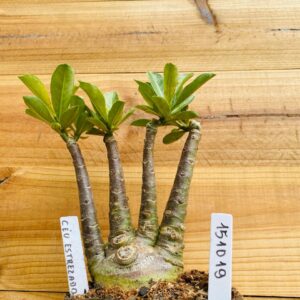 1510 19 Rosa do Deserto Caudex Arabicum Céu Estrelado