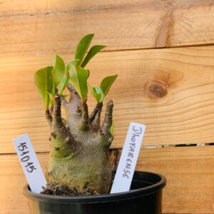 1510 15 Arabicum Dhofarense - F2 12 meses