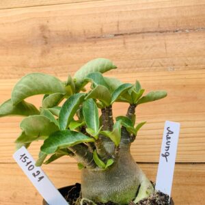 1510 21 Arabicum Aeung - F2 12 meses